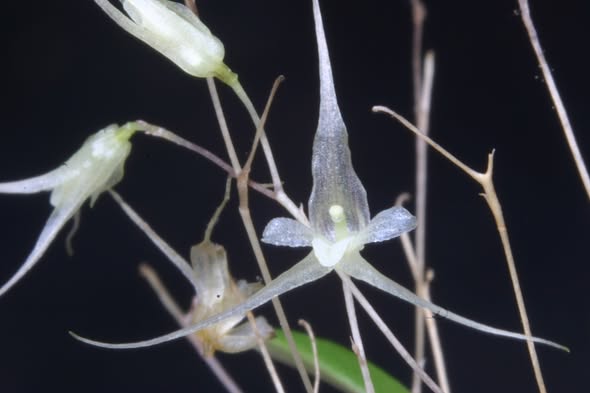 ようこそ、ma-pleuro!